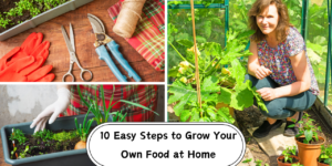 10 Easy Steps to Grow Your Own Food at Home