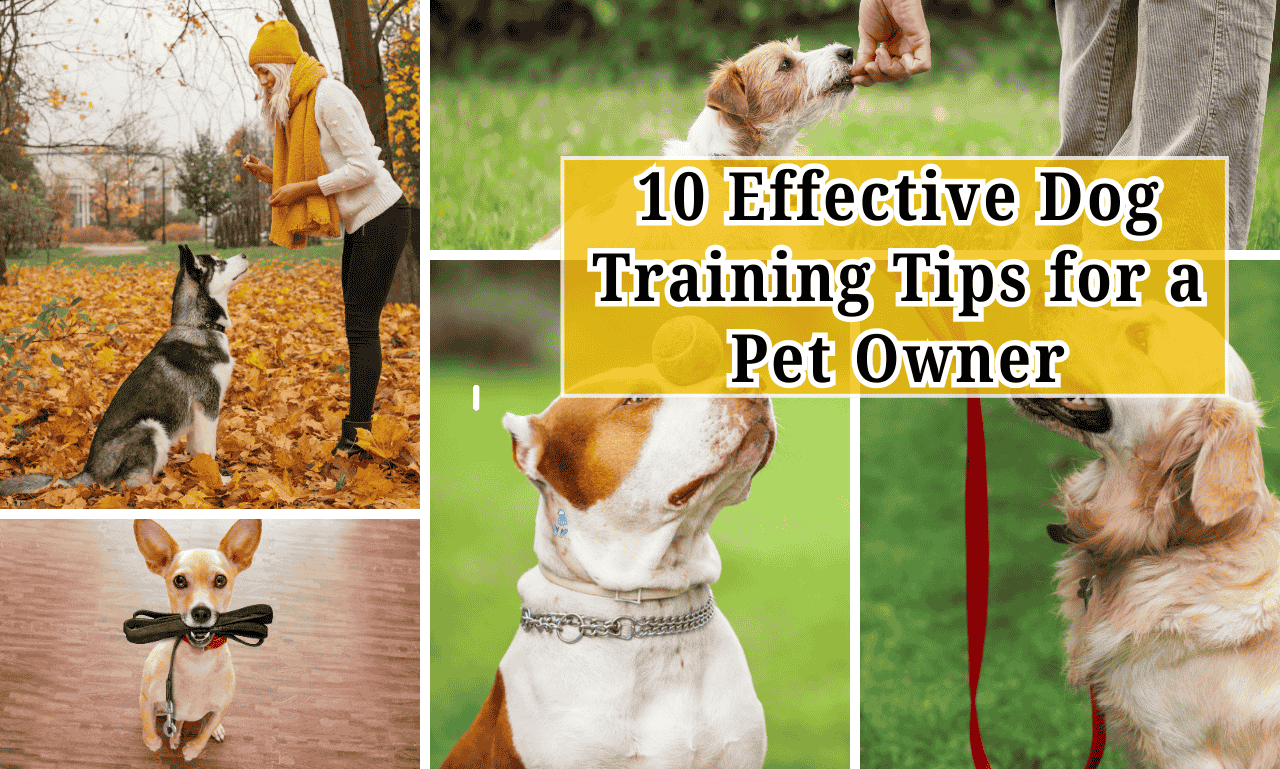 10 Effective Dog Training Tips for a Pet Owner