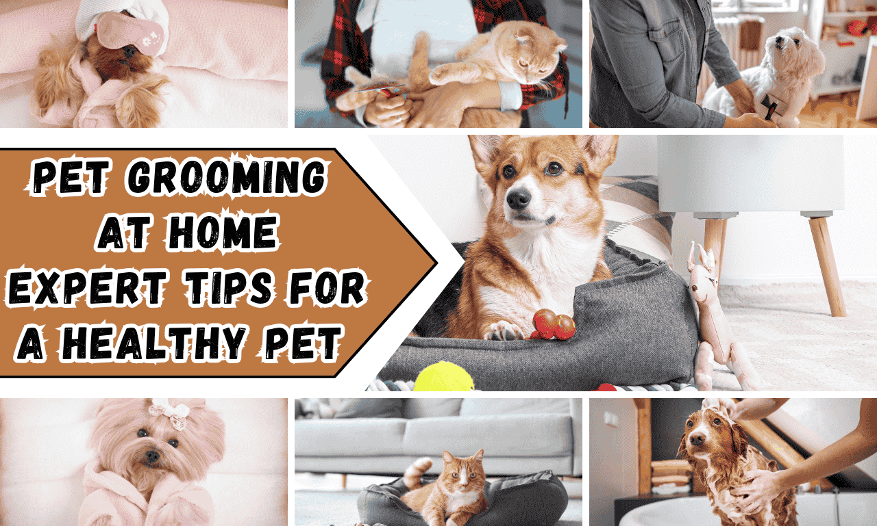 Pet Grooming at Home Expert Tips for a Healthy Pet